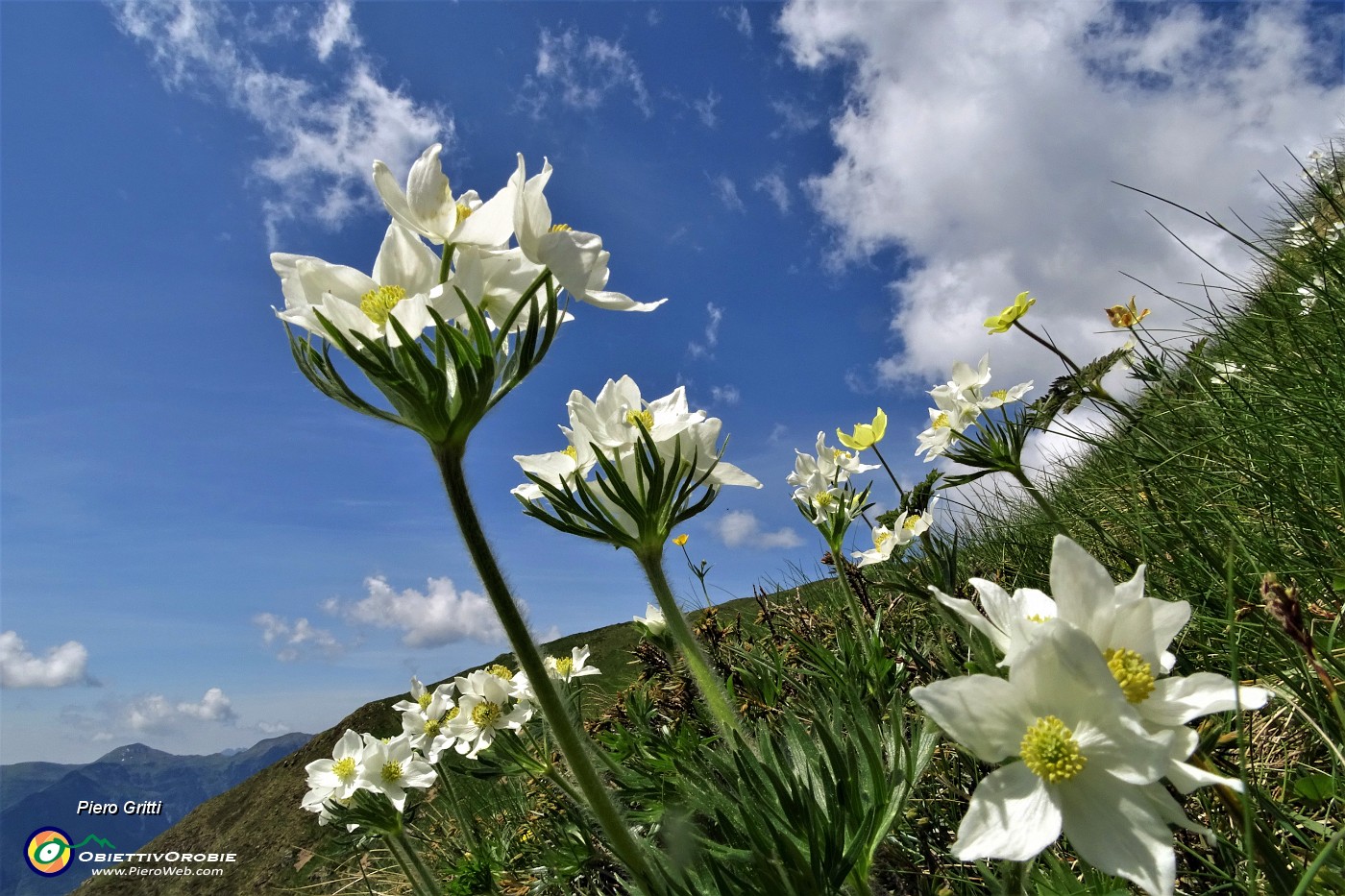 04 Anemone narcissino (Anemone narcissiflora) salendo ai Laghetti di Ponteranica.JPG -                                